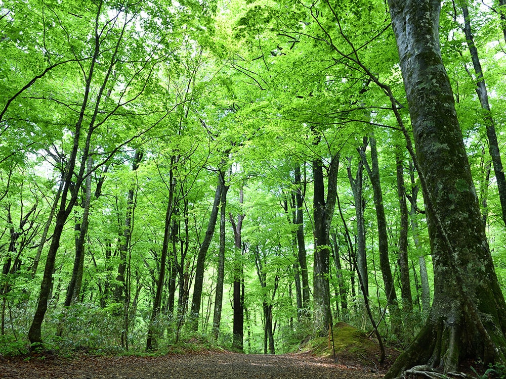新緑のブナの森