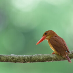 アカショウビン
